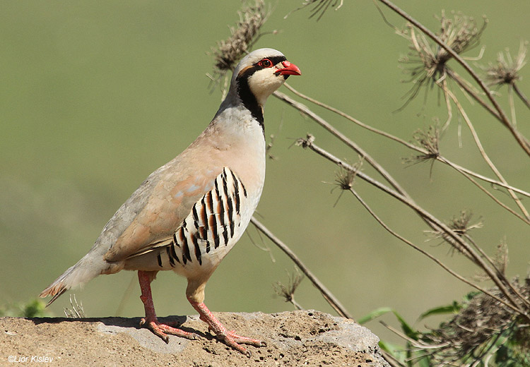  Chukar  Alectoris chukar    Ramot,Golan 21-03-11  Lior Kislev                     